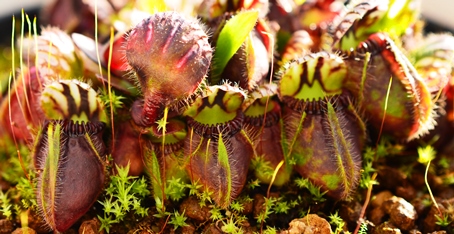 Cephalotus